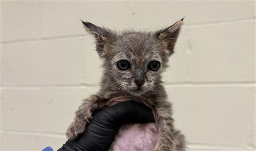 A1919457, Baby Domestic Short Hair (short coat), cat for adoption in Thousand Palms, California