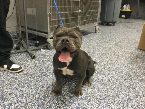 FIONA