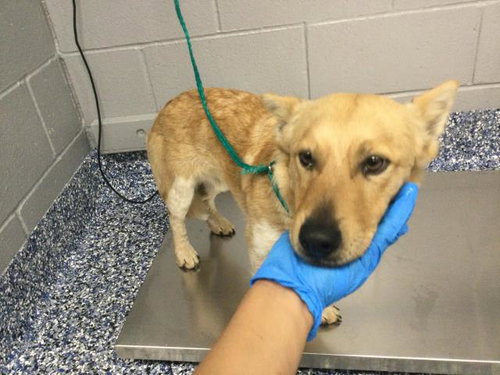 SCRAPPY DOO