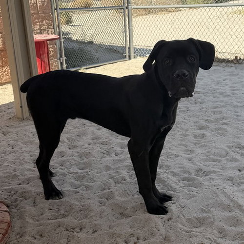 MOWGLI