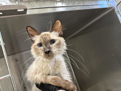 LOLITA, Adult Siamese / Mixed (medium coat), cat for adoption in Coachella, California