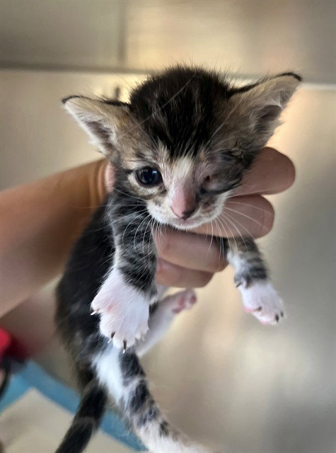 A1918885, Baby Domestic Short Hair (medium coat), cat for adoption in Coachella, California