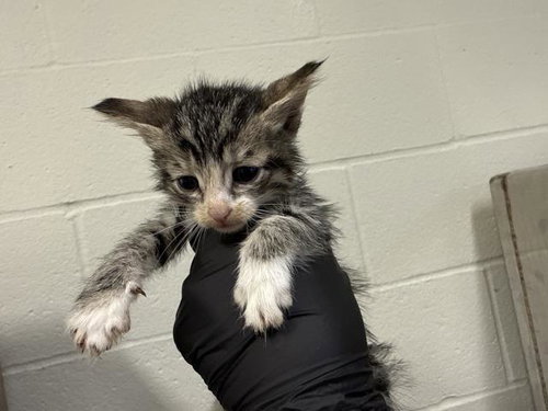 A1918887, Baby Domestic Short Hair (medium coat), cat for adoption in Thousand Palms, California