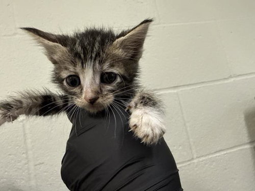 A1918888, Baby Domestic Short Hair (medium coat), cat for adoption in Thousand Palms, California