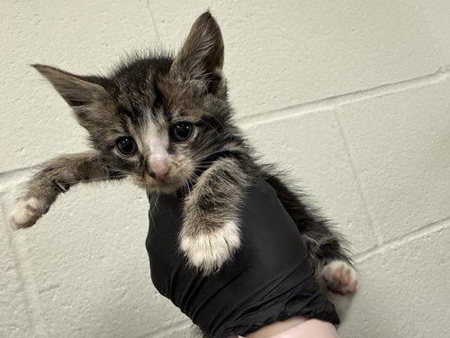 A1918889, Baby Domestic Short Hair (medium coat), cat for adoption in Thousand Palms, California