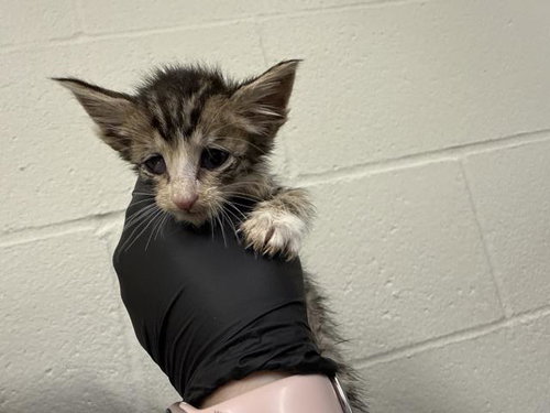 A1918890, an adoptable Domestic Short Hair in Thousand Palms, CA