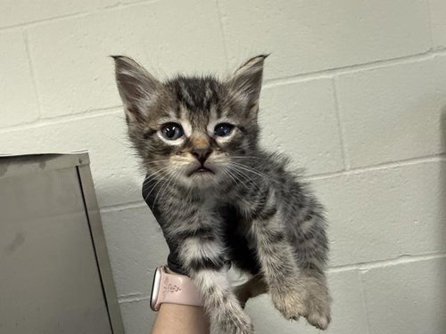 A1918891, an adoptable Domestic Short Hair in Thousand Palms, CA