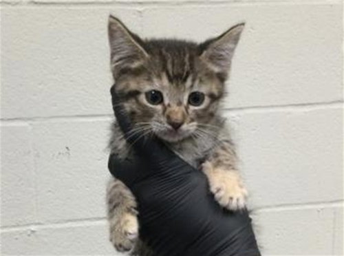 MADDY, Baby Domestic Short Hair (medium coat), cat for adoption in Thousand Palms, California