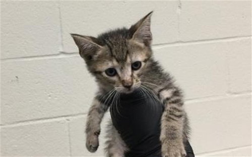 RUBY, Baby Domestic Short Hair (medium coat), cat for adoption in Thousand Palms, California