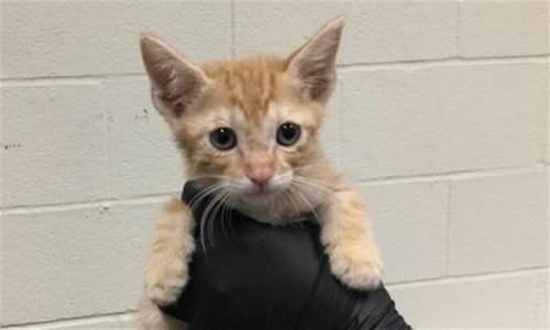 NATE, Baby Domestic Short Hair (medium coat), cat for adoption in Thousand Palms, California