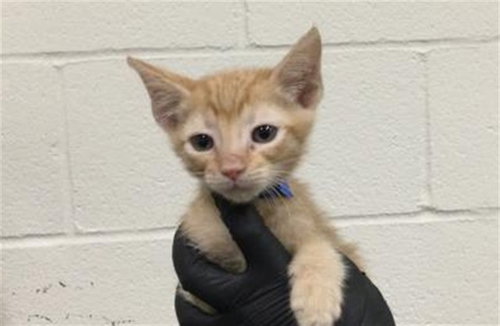 ALAMO, Baby Domestic Short Hair (medium coat), cat for adoption in Thousand Palms, California