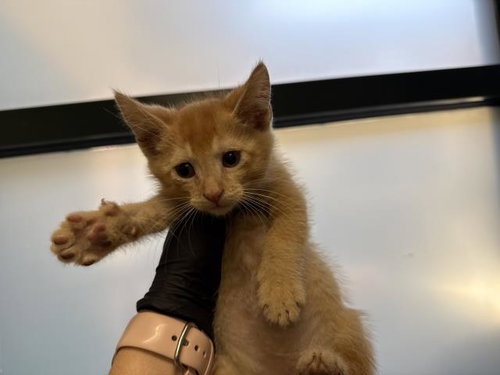 MANGO, Baby Domestic Short Hair (medium coat), cat for adoption in Coachella, California