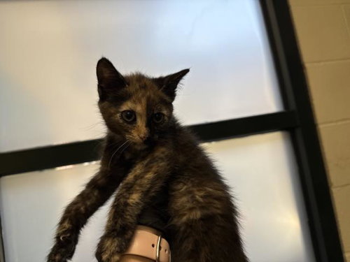 TAY, Baby Domestic Short Hair (medium coat), cat for adoption in Thousand Palms, California