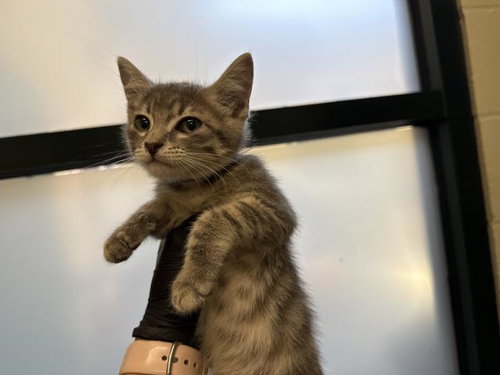 PEDRO, Baby Domestic Short Hair (medium coat), cat for adoption in Thousand Palms, California