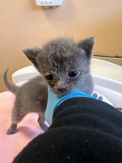 A1920103, Baby Domestic Short Hair (medium coat), cat for adoption in Coachella, California