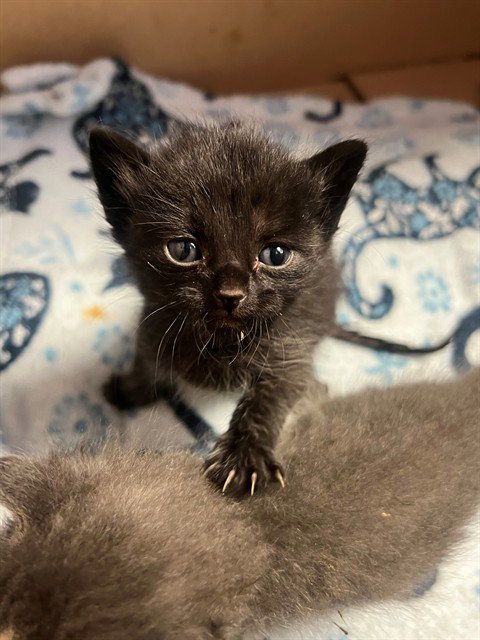 A1920106, Baby Domestic Short Hair (medium coat), cat for adoption in Coachella, California