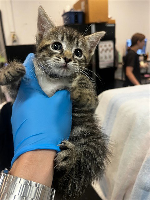 A1920376, Baby Domestic Short Hair (medium coat), cat for adoption in Coachella, California