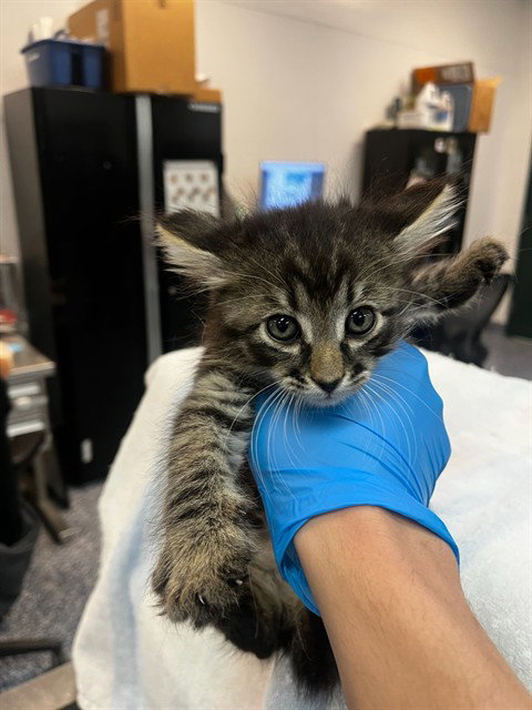 A1920377, Baby Domestic Short Hair (medium coat), cat for adoption in Coachella, California