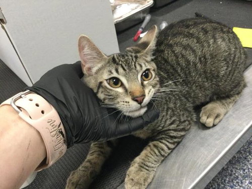 MICK, Young Domestic Short Hair (medium coat), cat for adoption in Coachella, California