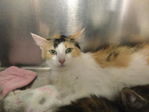 APRIL, Adult Domestic Long Hair (medium coat), cat for adoption in Thousand Palms, California
