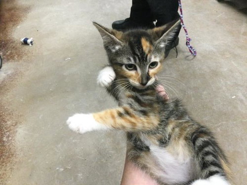 MAY, Baby Domestic Short Hair (medium coat), cat for adoption in Thousand Palms, California