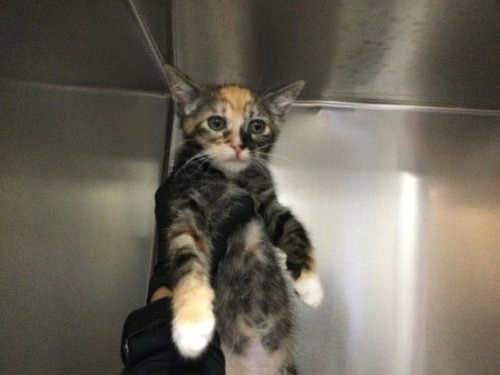 JUNE, Baby Domestic Short Hair (medium coat), cat for adoption in Thousand Palms, California