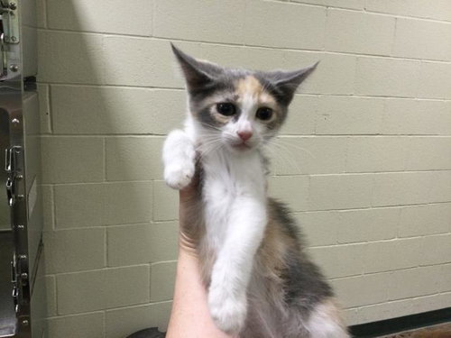 JULY, Baby Domestic Short Hair (medium coat), cat for adoption in Thousand Palms, California