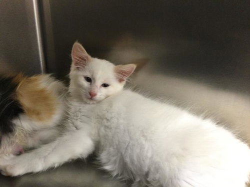 AUGUST, Baby Domestic Medium Hair (medium coat), cat for adoption in Thousand Palms, California