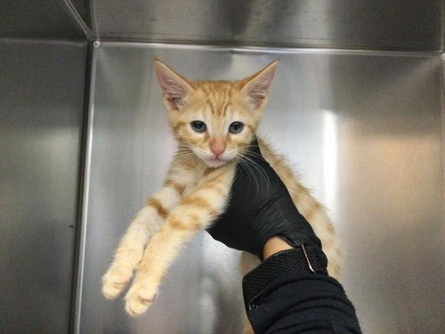 SEPTEMBER, Baby Domestic Short Hair (medium coat), cat for adoption in Thousand Palms, California
