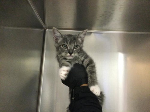 OCTOBER, Baby Domestic Short Hair (medium coat), cat for adoption in Thousand Palms, California