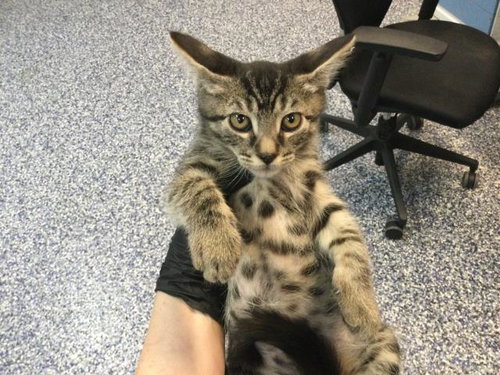 RAMEN, Baby Domestic Short Hair (medium coat), cat for adoption in Cathedral City, California