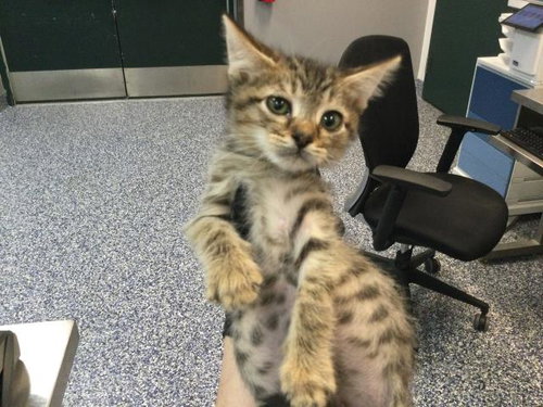PAD THAI, Baby Domestic Short Hair (medium coat), cat for adoption in Thousand Palms, California