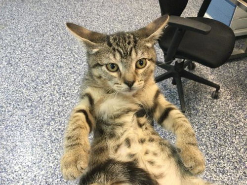 LO MEIN, Baby Domestic Short Hair (medium coat), cat for adoption in Thousand Palms, California