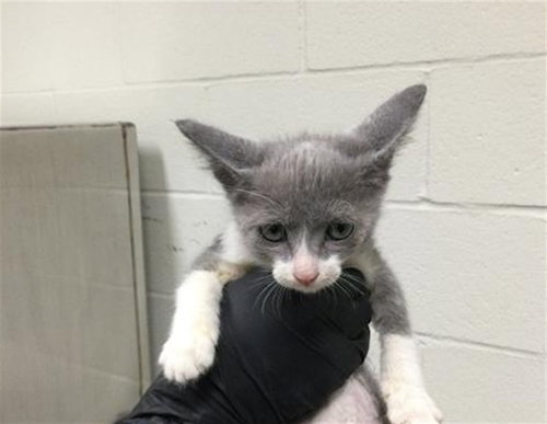 A1911895, Baby Domestic Short Hair (short coat), cat for adoption in Thousand Palms, California