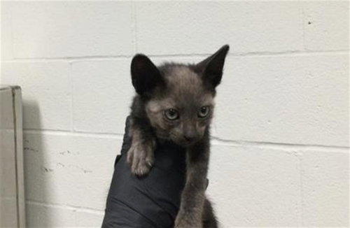 A1911896, Baby Domestic Short Hair (short coat), cat for adoption in Thousand Palms, California