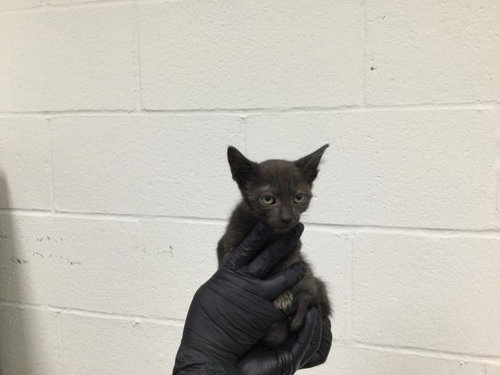 A1911897, Baby Domestic Short Hair (short coat), cat for adoption in Thousand Palms, California