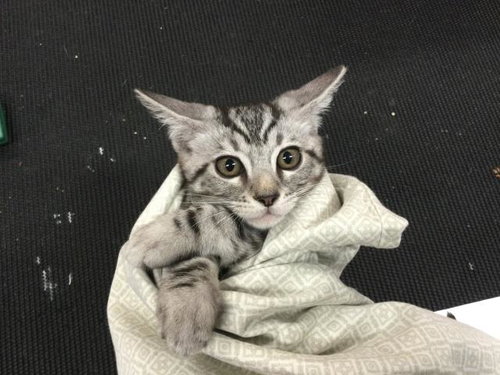 A1914666, Baby Domestic Short Hair (medium coat), cat for adoption in Thousand Palms, California