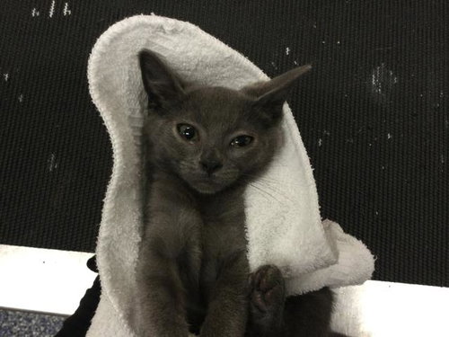 A1914667, Baby Domestic Short Hair (medium coat), cat for adoption in Coachella, California