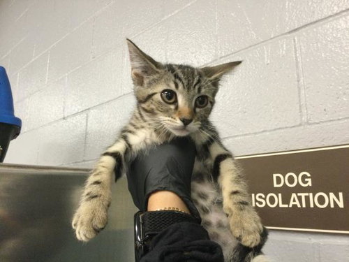 A1914668, Baby Domestic Short Hair (medium coat), cat for adoption in Coachella, California