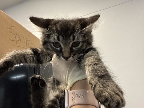 A1916342, Baby Domestic Short Hair (medium coat), cat for adoption in Thousand Palms, California