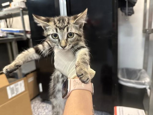 A1916344, Baby Domestic Short Hair (medium coat), cat for adoption in Thousand Palms, California