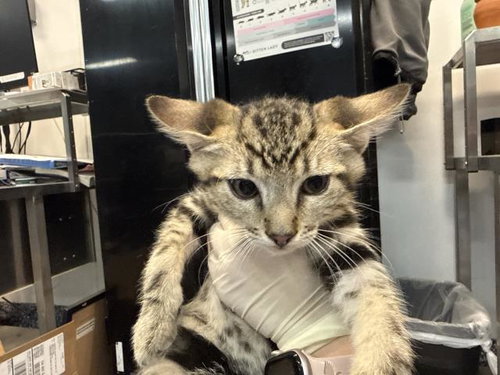 A1916346, Baby Domestic Short Hair (medium coat), cat for adoption in Thousand Palms, California