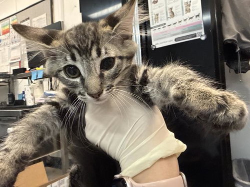 A1916352, Baby Domestic Short Hair (medium coat), cat for adoption in Thousand Palms, California