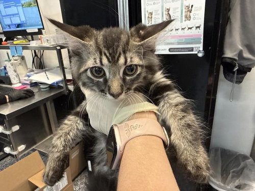 A1916354, Baby Domestic Short Hair (medium coat), cat for adoption in Thousand Palms, California