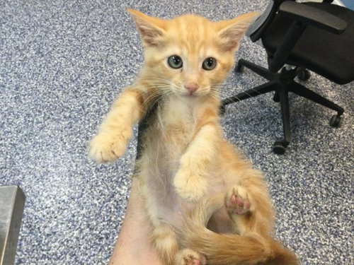 WONTON, Baby Domestic Medium Hair (medium coat), cat for adoption in Thousand Palms, California