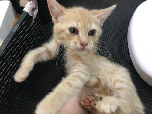 DIM SUM, Baby Domestic Short Hair (medium coat), cat for adoption in Thousand Palms, California