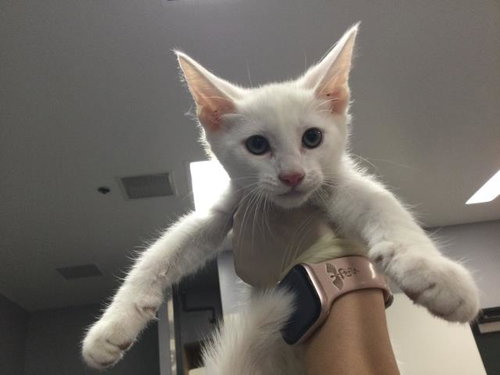 TOM