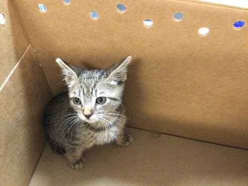 LARRY THE LIZARD, Baby Domestic Short Hair (medium coat), cat for adoption in Coachella, California
