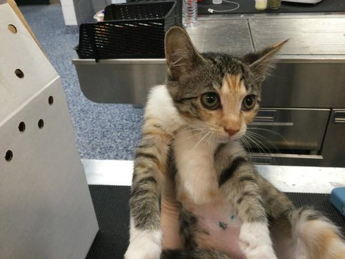PECAN, Baby Domestic Short Hair (medium coat), cat for adoption in Indio, California