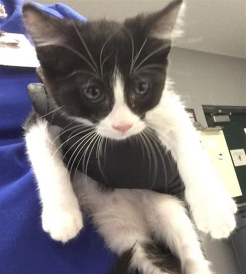 STORMFLY, Baby Domestic Long Hair (medium coat), cat for adoption in Coachella, California